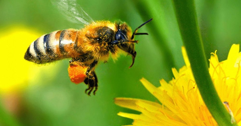 Poluarea aerului afectează procesul de reproducere a anumitor insecte STUDIU