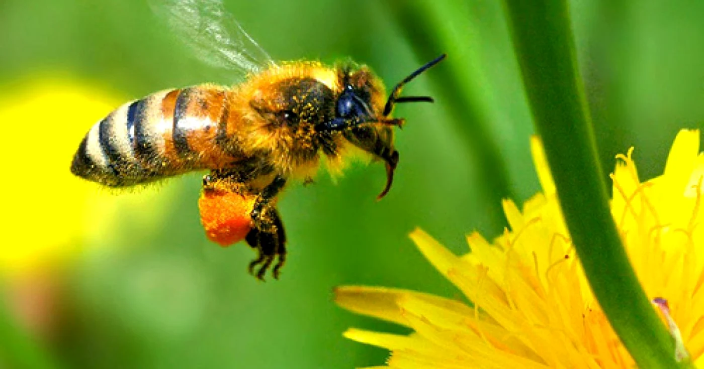 Studiile au arătat că pesticidele ucid albinele