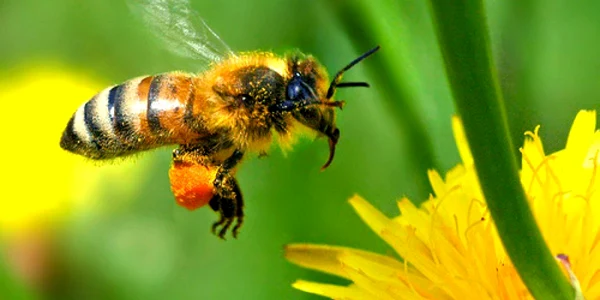 Albinele, decimate de pesticide