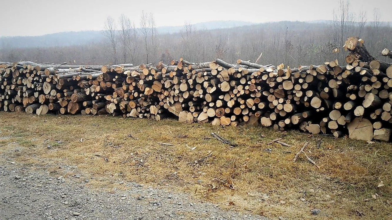 România va vinde lemne de foc Republicii Moldova. FOTO: Regia Națională a Pădurilor Romsilva