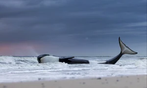 balena fotografie premiata jpg