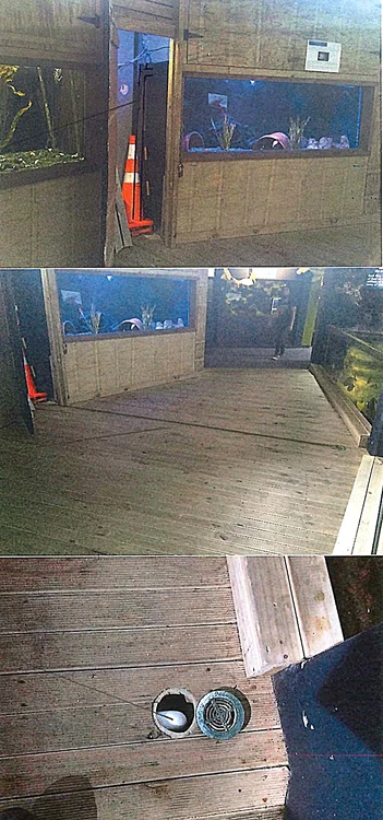 A escaladat peretele acvariului, apoi s-a făcut nevăzută în scurgerea de 150 mm diametru