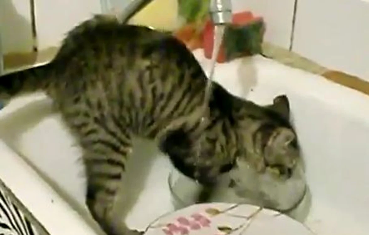 
    Felina adoră să spele vasele stăpânilor săi  