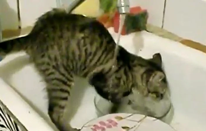 Felina adoră să spele vasele stăpânilor săi
