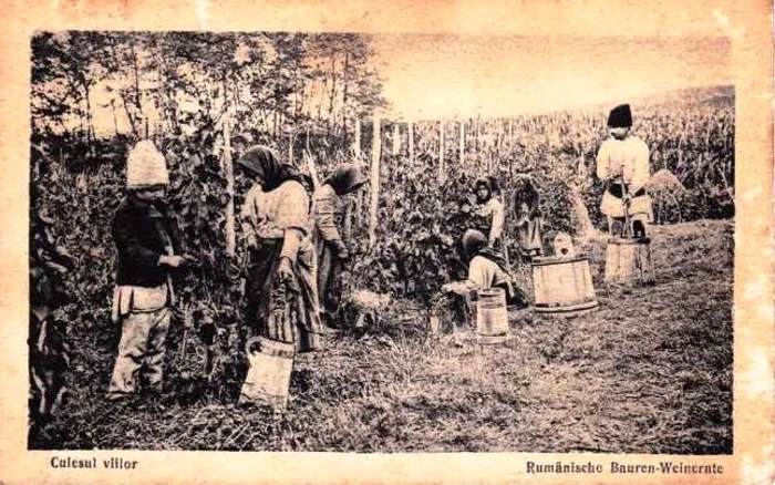 În septembrie începe culesul viilor Foto:harletuletnografic.ro