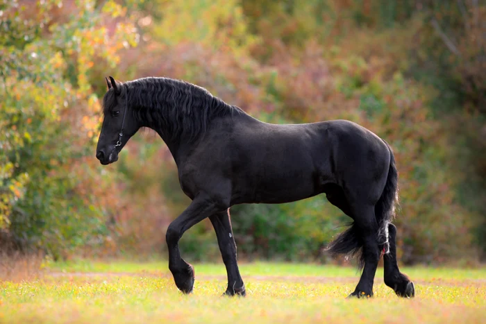 Unii observă că animalul merge şi spre înainte, dar şi spre înapoi @shutterstockclickpentrufemei.ro