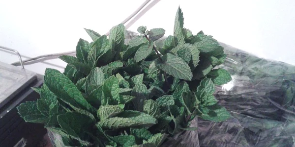 menta