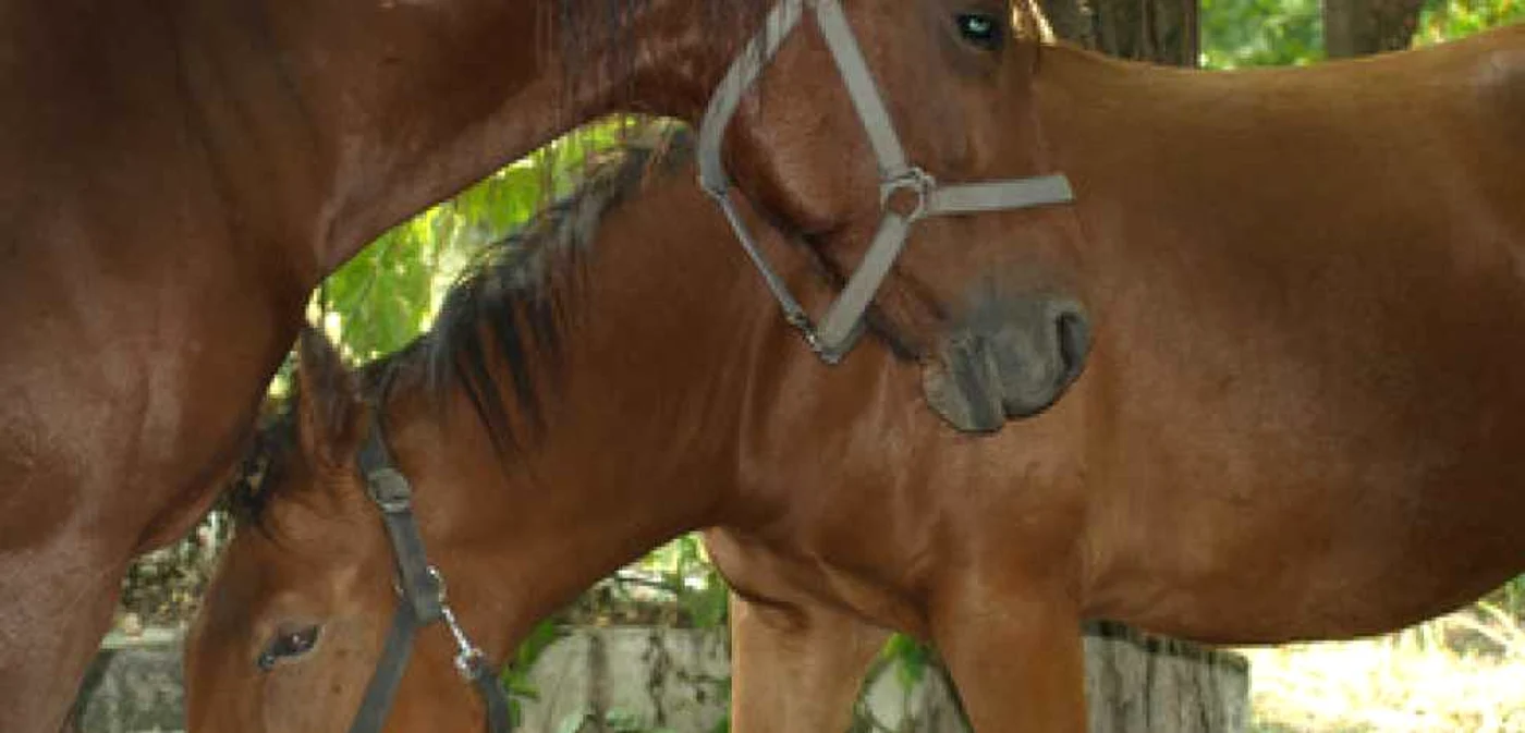 Hunedoara: Cai ucişi şi mutilaţi de un adolescent