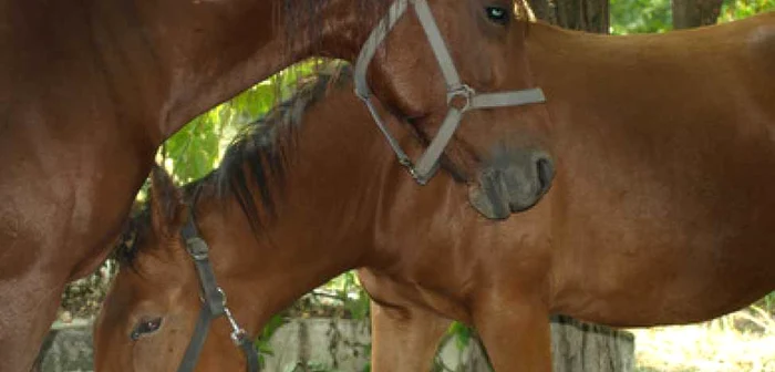 Hunedoara: Cai ucişi şi mutilaţi de un adolescent