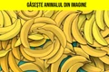 gaseste animalul din imagine jpg