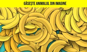 gaseste animalul din imagine jpg