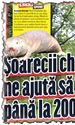 Peste un an, urechea e  gata pentru transplant jpeg