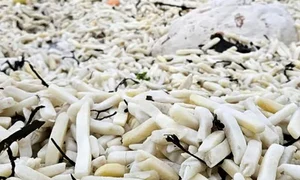 plaja cartofi anglia X jpg