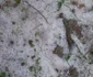 furtuna alba cugir