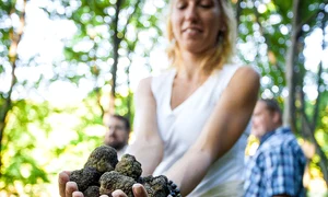 Authentic Truffles gallery pic14 offer truffle jpg