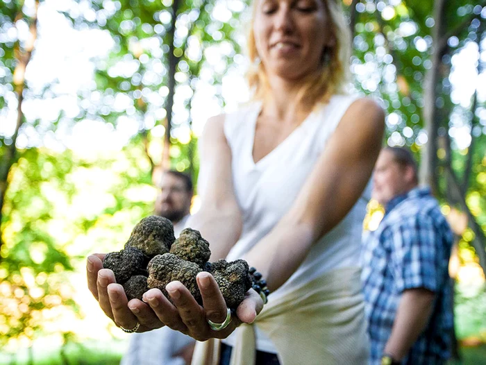 Britanicii recomandă vânătoarea de trufe din județul Alba. Foto: valeaverde.com