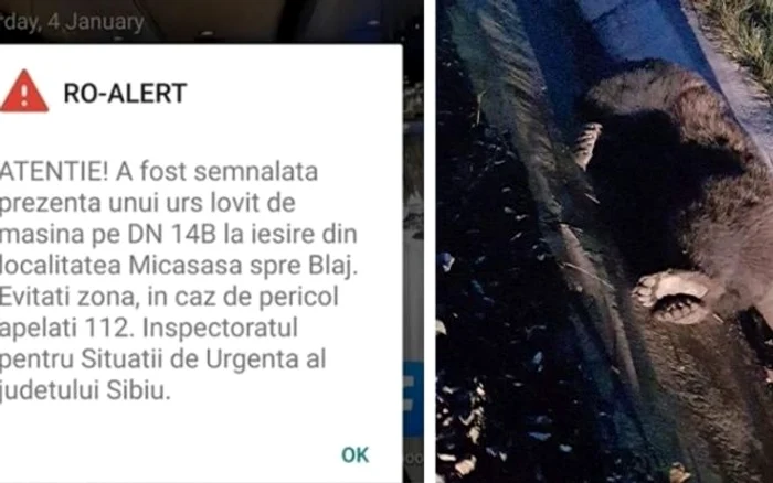 Przenţa ursului accidentat a fost semnalată prin Ro-Alert