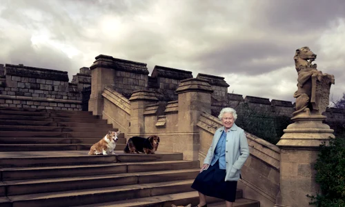 regina caini corgi 0 jpeg