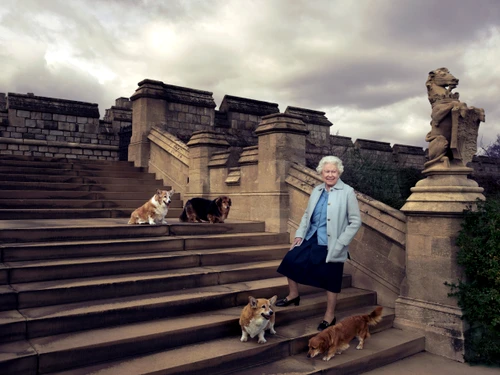 regina caini corgi 0 jpeg