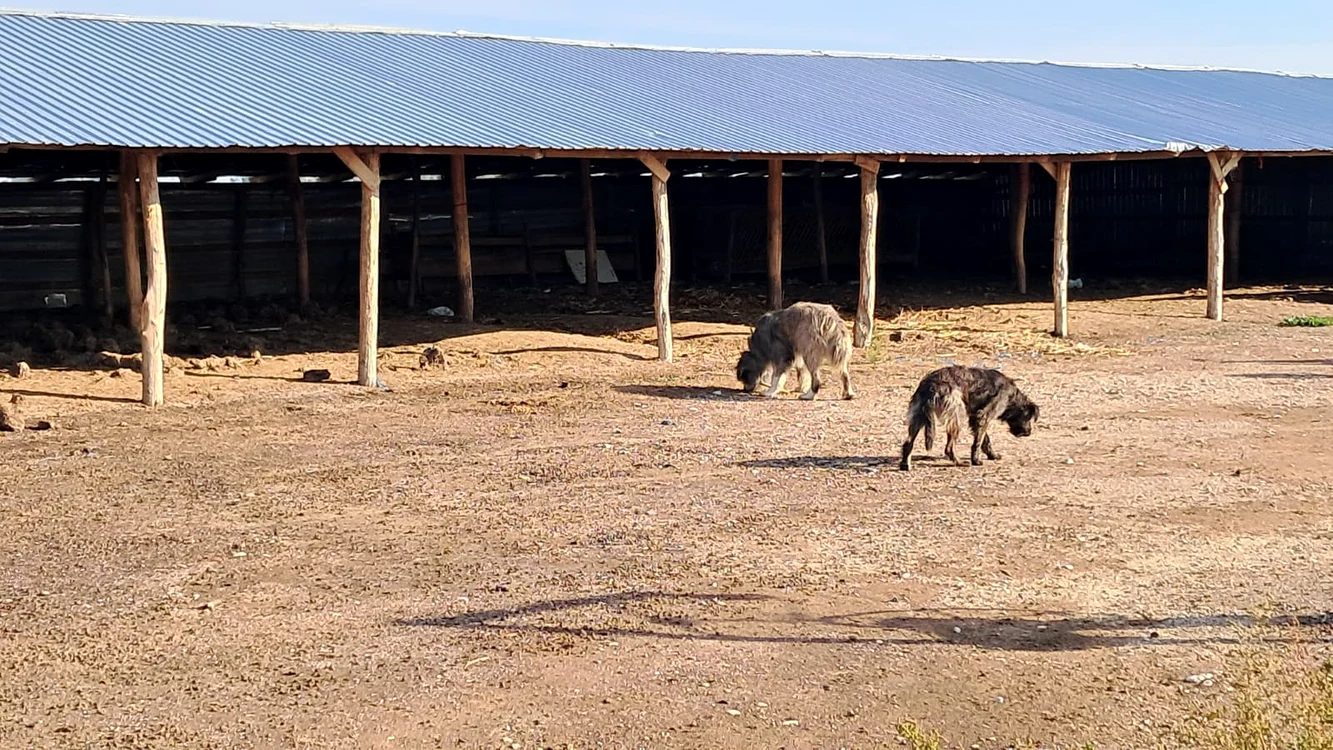 Saivanele fermierilor au rămas pustii FOTO: Ionelia Nucă