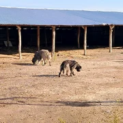 caz fermieri ramasi fara despagubiri tufeni (6) jpeg