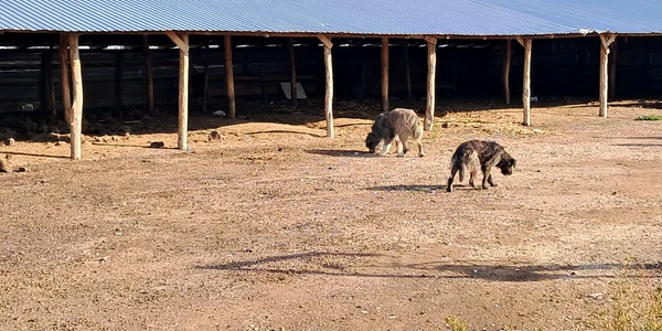 caz fermieri ramasi fara despagubiri tufeni (6) jpeg