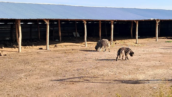 Saivanele fermierilor au rămas pustii FOTO: Ionelia Nucă