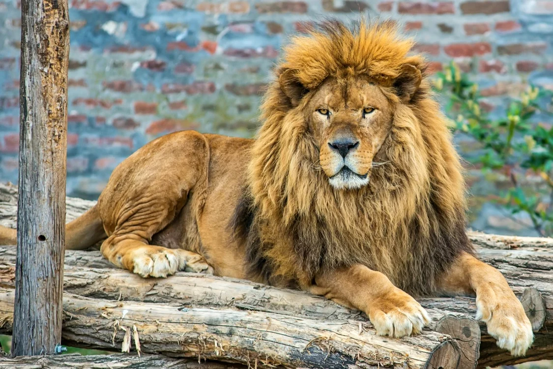 Foto Shutterstock