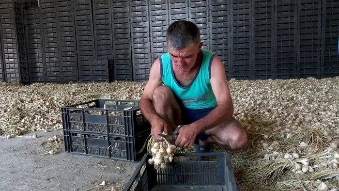 Usturoiului i se taie  codiţa şi este lăsat  la uscat în depozite