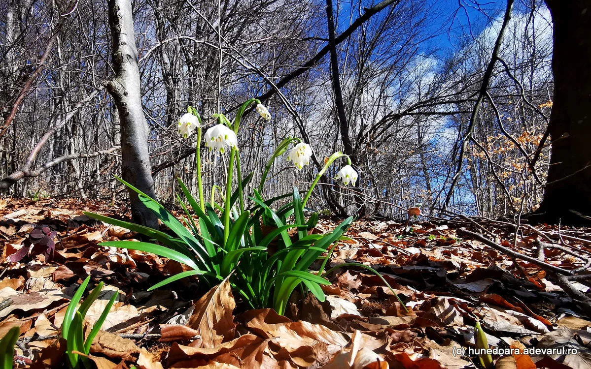 Ghiocei la Ponorici. Foto: Daniel Guță. ADEVĂRUL