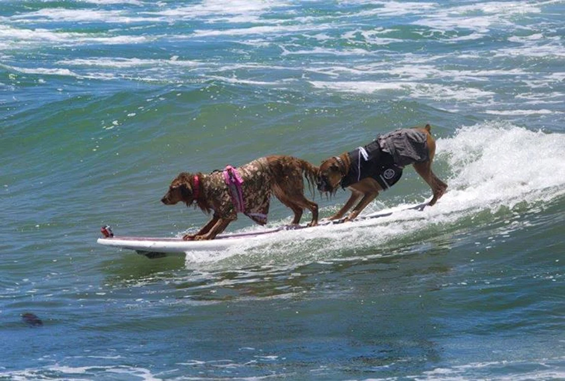 Competiţia Lowes Surf Dogs