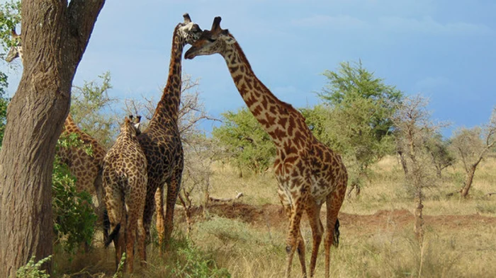 Plimbările în savana kenyană fac toți banii