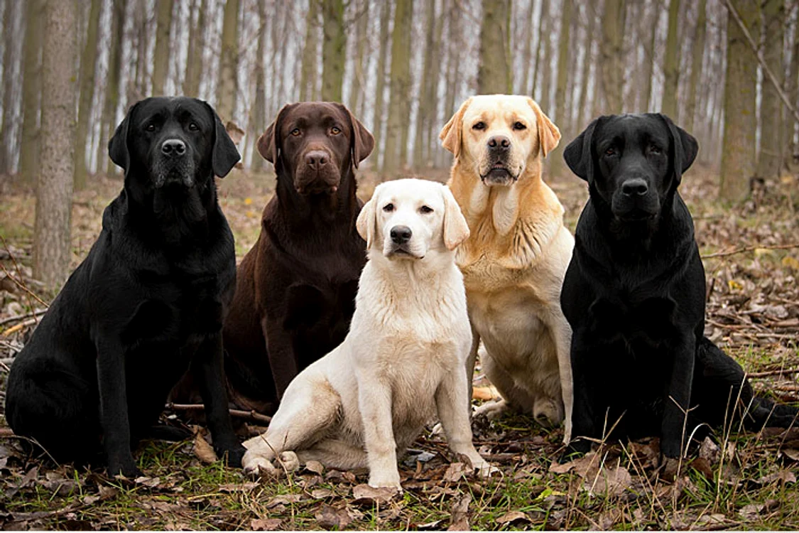 
    Labradorul rezistă la frig, deci poate sta la curte şi pe perioada ierniifoto: dogloverstoday.com  