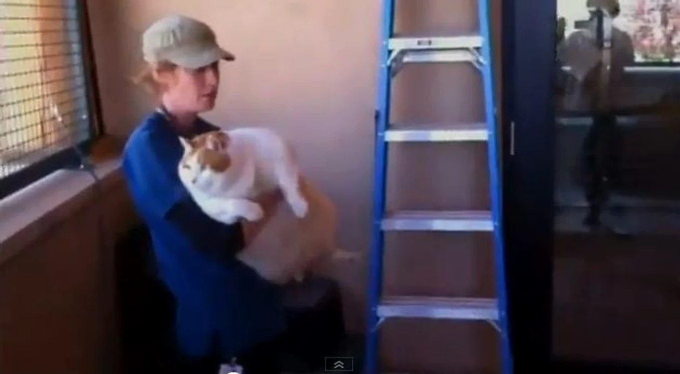 
    Miau a rămas în cartea recordurilor  