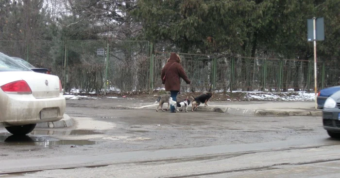 Iubitorii de animale nu respectă normele impuse de municipalitate