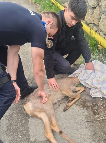 Pui de căprioară salvat de jandarmii brașoveni. Intervențiile pentru salvarea animalelor, numeroase