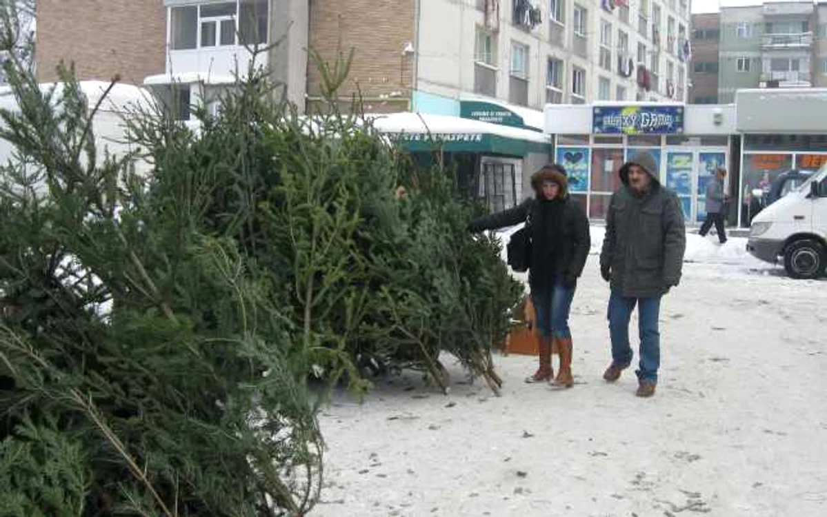 Slătinenii se gândesc de două ori înainte de a-şi cumpăra brad, chiar dacă preţurile sunt mai mici decât se aşteptau