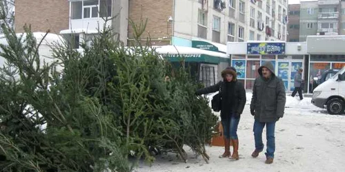 Slătinenii se gândesc de două ori înainte de a-şi cumpăra brad, chiar dacă preţurile sunt mai mici decât se aşteptau