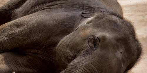 Elefant culcat - bolnav FOTO Shutterstock