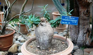 palmieruldemadagascar jpeg