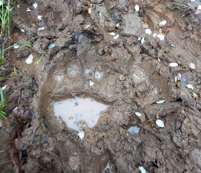 Ursul a făcut prăpăd în gospodăria unui sătean din Buzău. A omorât trei capre și un ied, într-o noapte