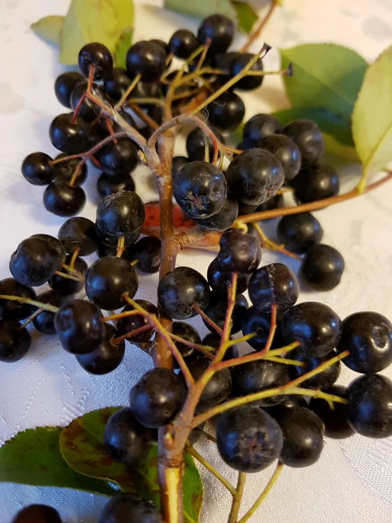 Cea mai mare plantaţie de aronia din România se află în judeţul Timiş
