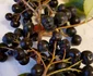 Cea mai mare plantaţie de aronia din România se află în judeţul Timiş