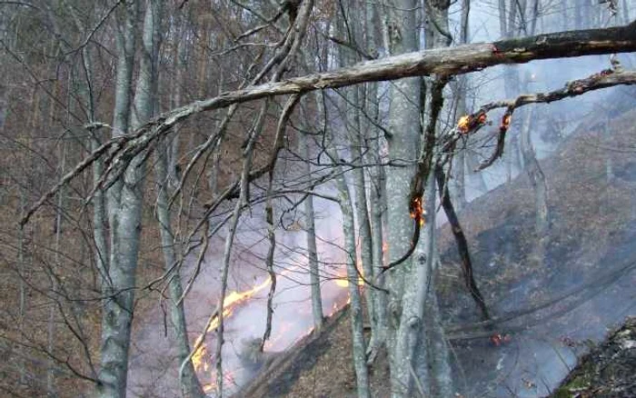 60 de hectare de pădure mistuite de flăcări la Gura Lotrului