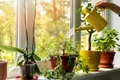 plante de apartament beneficii si ingrijire jpeg