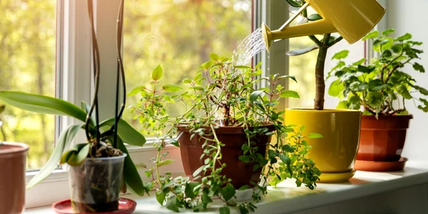 plante de apartament beneficii si ingrijire jpeg