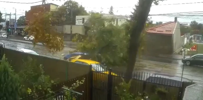 Un copac a căzut peste o mașină în mers, în Capitală / foto: captura video