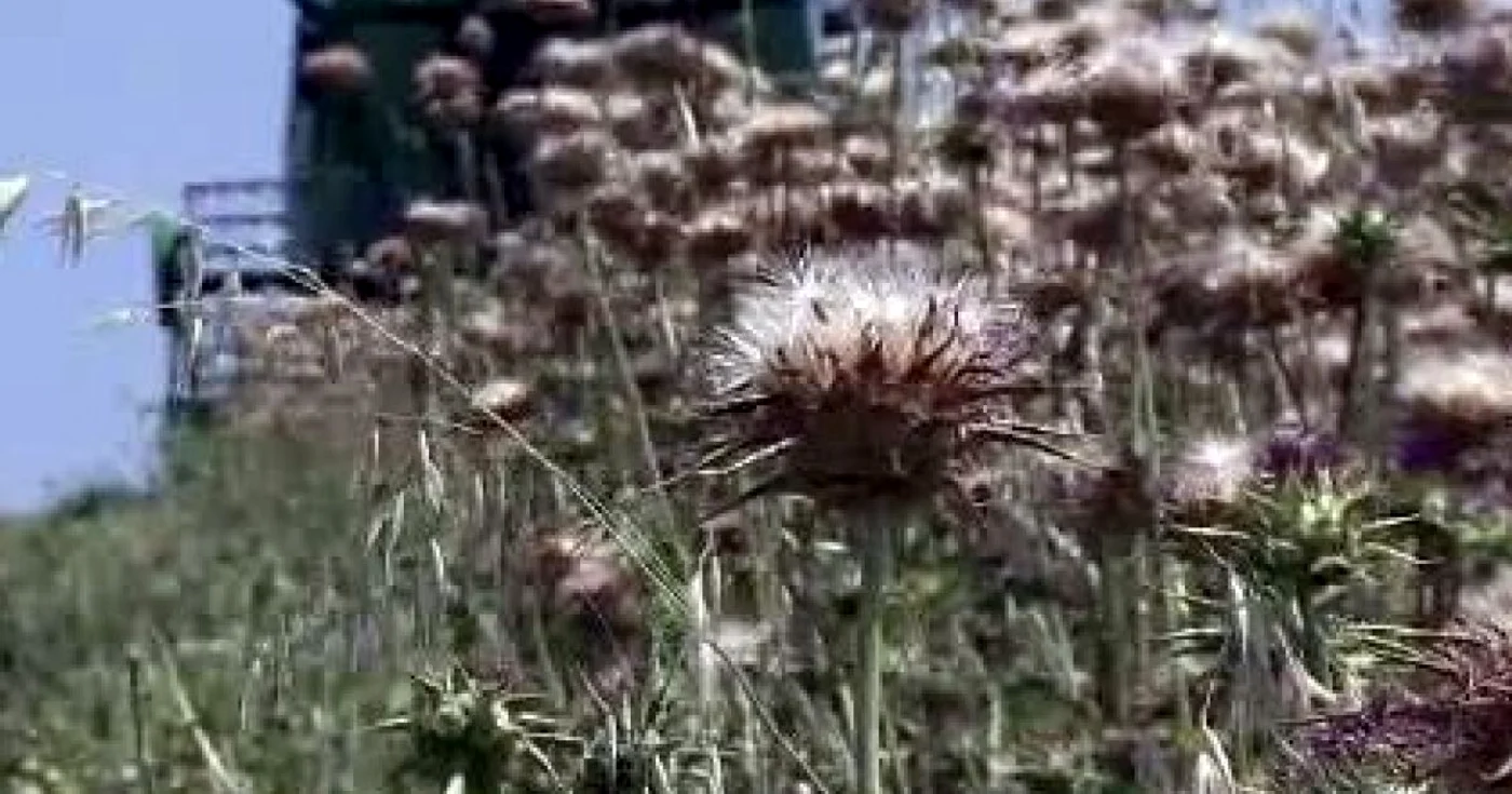 Lanurile cu armurariu de la Drăguşeni sunt treierate cu combina FOTO stirileprotv.ro