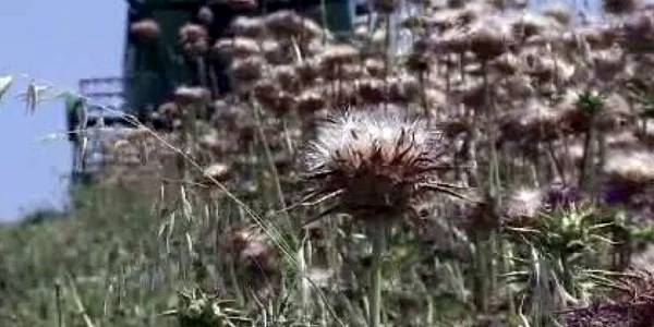 armurariu
