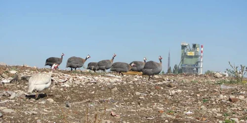 Pe gunoiul adunat în zona podului Densuşianu îşi fac veacul un cârd de bibilici